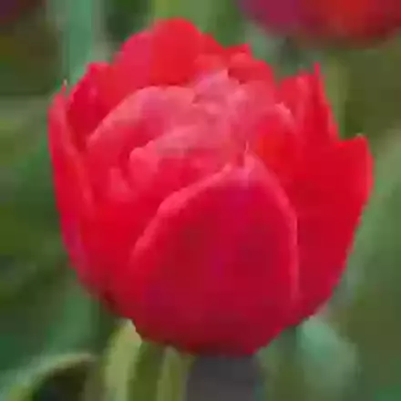 Abba
